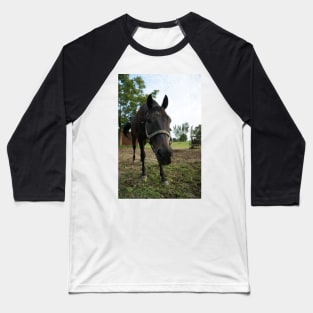 stallion Baseball T-Shirt